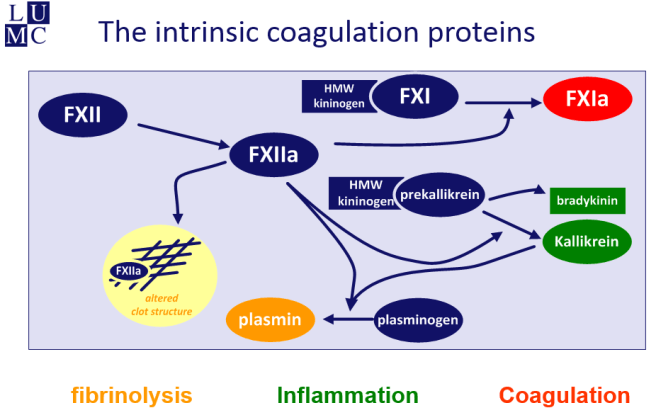 2018-11-08 12_43_09-RATIO instol zymogen.ppt [Compatibility Mode] - PowerPoint